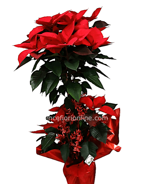 Stella di Natale ad alberello confezione regalo - Altezza 100/110 cm