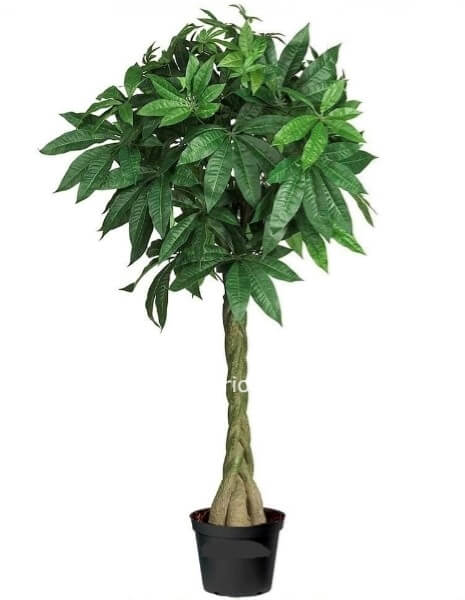 Pianta di Pakira - altezza 100/120 cm.