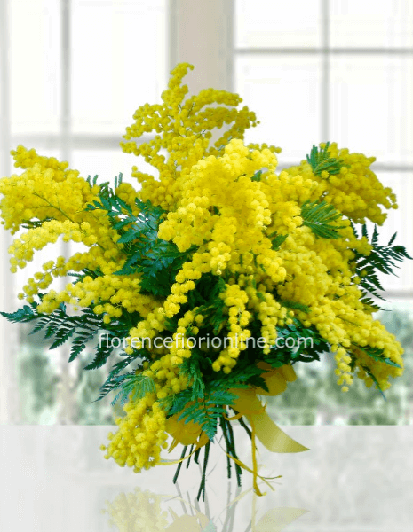 Mazzo di Mimosa