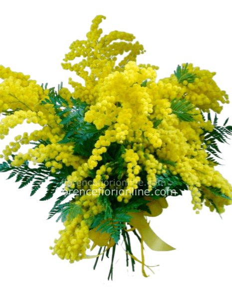 Mazzo di Mimosa