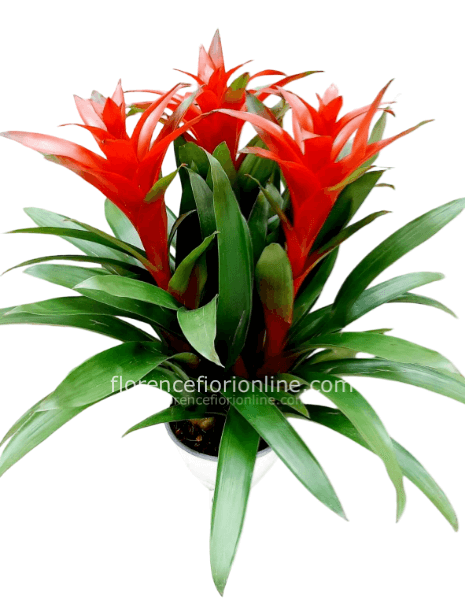 Composizione in vaso di 3 Guzmanie rosse (h. 55/60 cm)