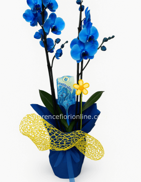 Pianta di Phalaenopsis blu a 2 steli confezione classica