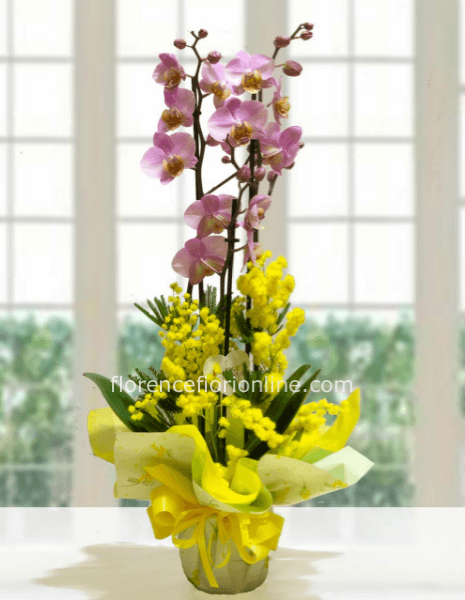 Pianta di Orchidea Rosa con Mimosa - Classica