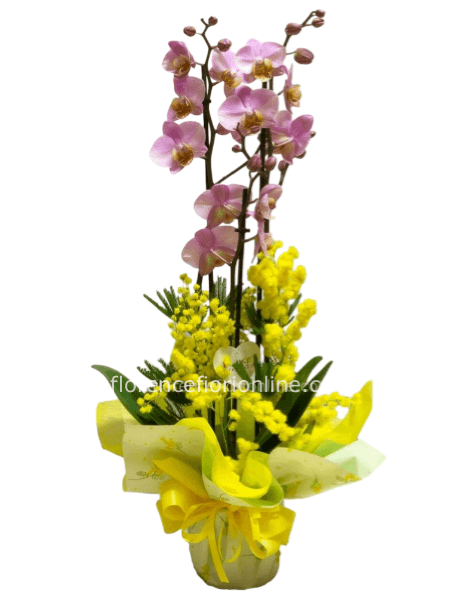 Pianta di Orchidea Rosa con Mimosa - Classica