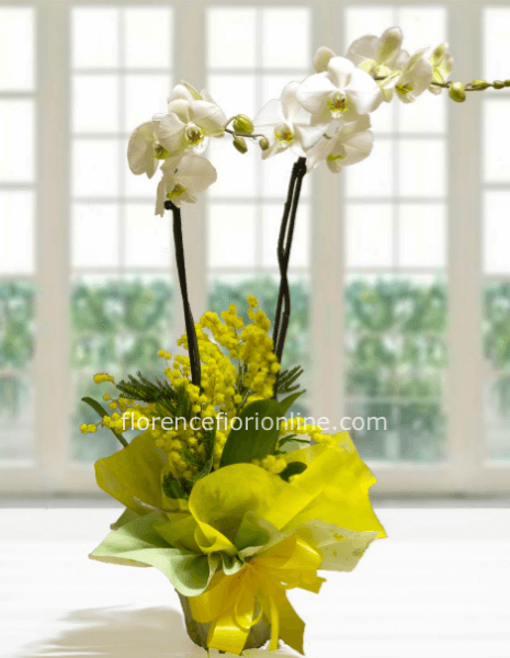 Pianta di Orchidea Bianca a 2 steli con Mimosa. - Classica