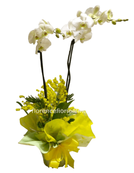 Pianta di Orchidea Bianca a 2 steli con Mimosa. - Classica
