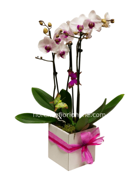 Orchidea phalaenopsis in scatola.