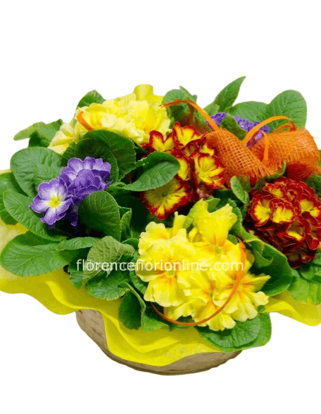 Cestino con piante di primule