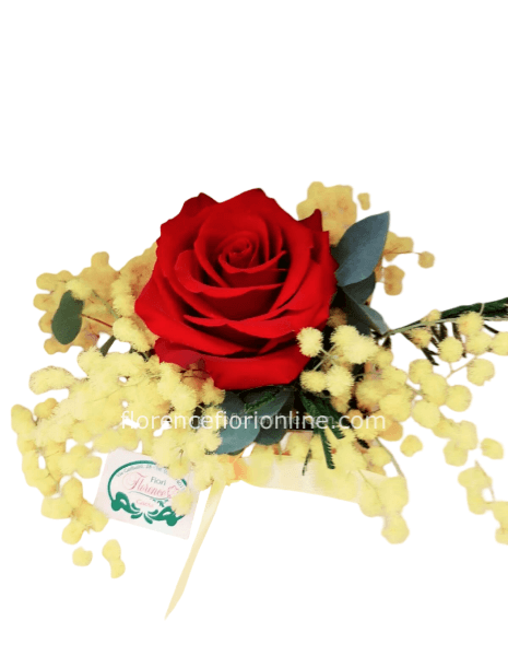 1 Rosa rossa con mimosa in vasetto o cestino h. 15/20 cm