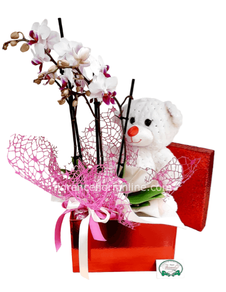 Scatola con peluche e pianta di orchidea.