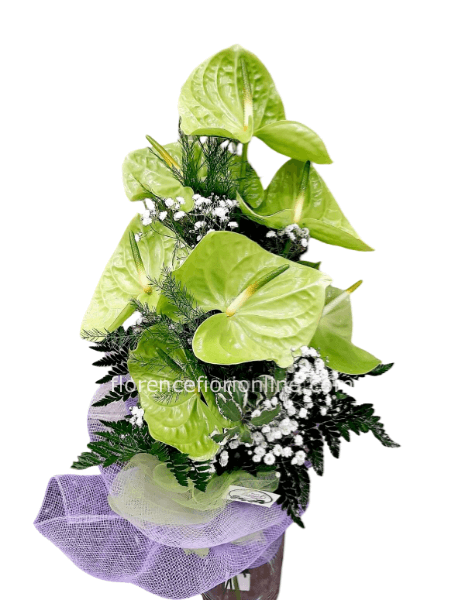 Fascio con 7 anthurium verdi