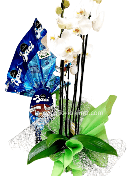 Pianta di Orchidea bianca + Uovo di cioccolato - 200/215gr.