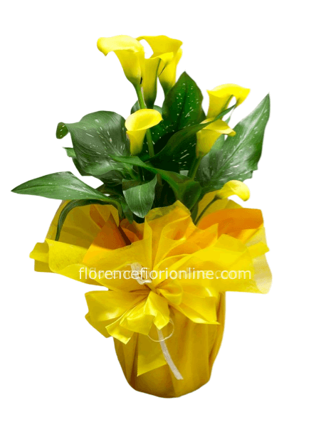 Pianta di calle Giallo - altezza cm 40/50