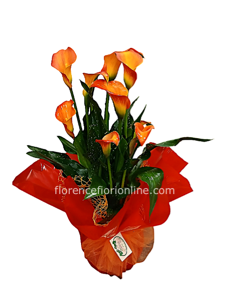 Pianta di calle Giallo - altezza cm 40/50