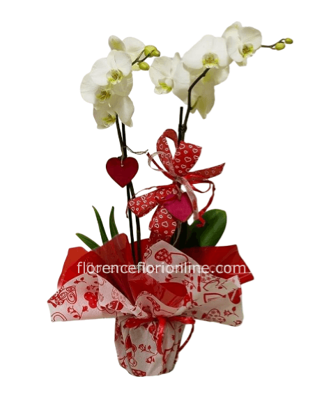 Pianta di Phalaenopsis bianca