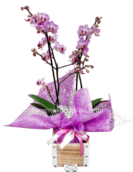 Pianta di Phalaenopsis fucsia a 2 steli con portavaso in legno.