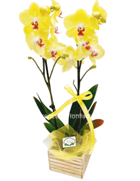 Pianta di Phalaenopsis gialla a 2 steli con portavaso in legno.