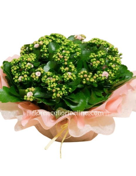 Pianta di Kalancoa Rosa in ciotola.