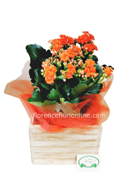 Kalancoa Rossa in portavaso di legno. Altezza cm 30.