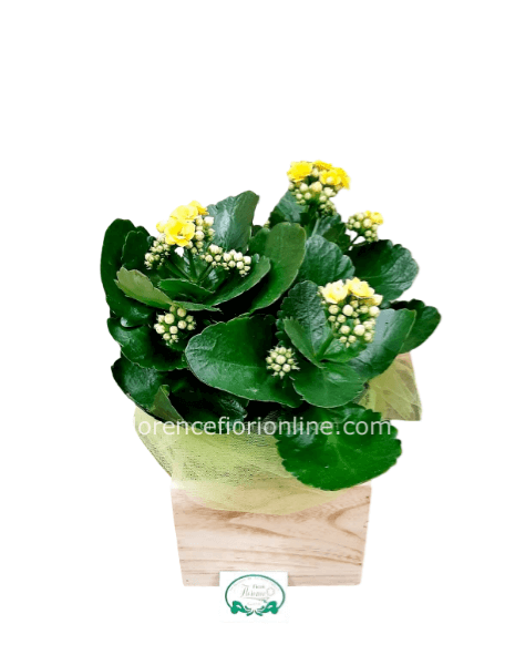 Kalancoa Gialla in portavaso di legno. Altezza cm 30.