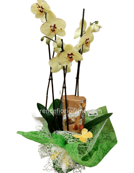 Pianta di orchidea Phalaenopsis gialla con cioccolatini.