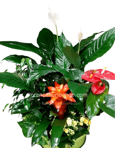 Composizione di piante miste 