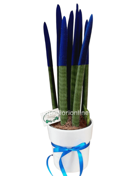 Pianta di Sanseveria tubolare. Altezza 30 cm