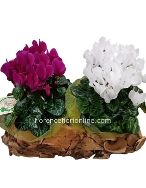 Cesto con 2 ciclamini