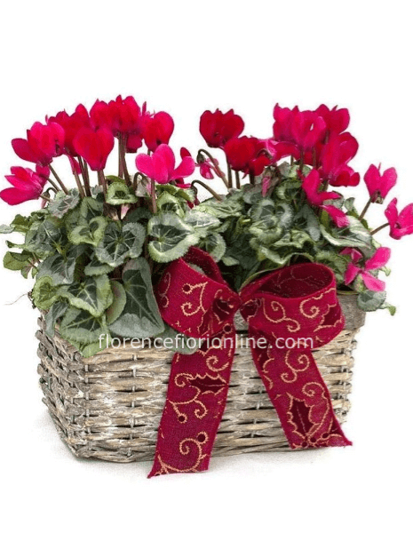 Cesto con 2 ciclamini