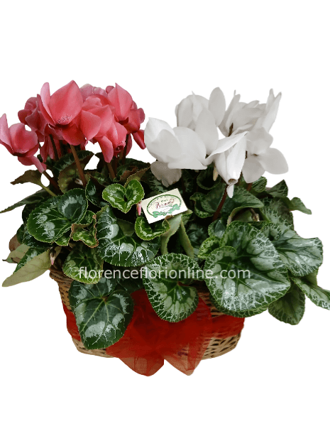 Cesto con 2 ciclamini