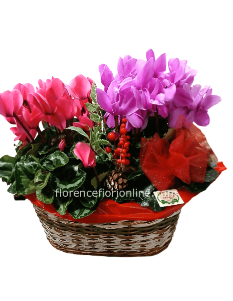 Coppia di ciclamini in cesto