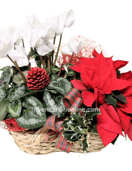 Cestino natalizio con Stella di Natale e pianta fiorita