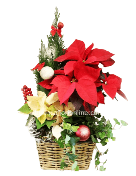 Cesto con Stella di Natale, Pino e piante miste verdi e fiorite