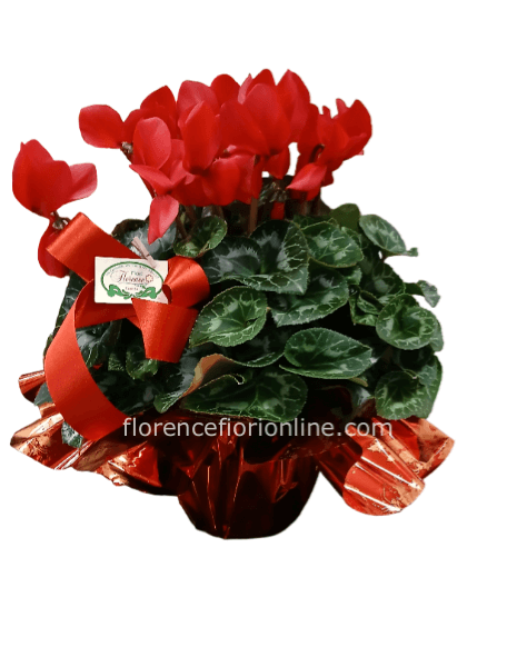 Pianta di ciclamino rosso in confezione. Altezza cm 35