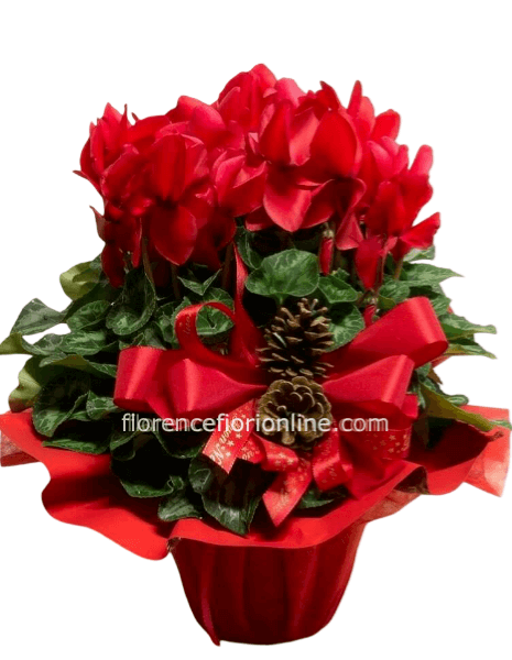 Pianta di ciclamino rosso in confezione. Altezza cm 35
