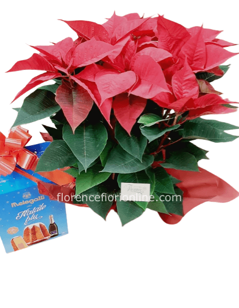 Pandoro con Stella di Natale rossa - altezza cm 50/55