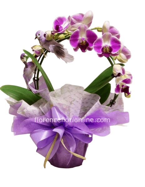 Pianta di orchidea arco