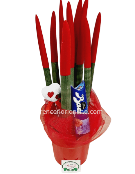 Pianta Sanseveria tubolare con vaso di ceramica e Baci