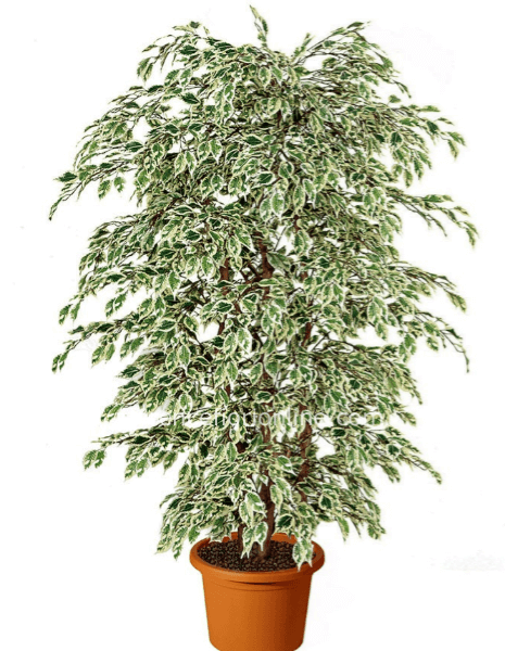 Pianta di ficus benjamin (colore Screziato) altezza 90/95 cm