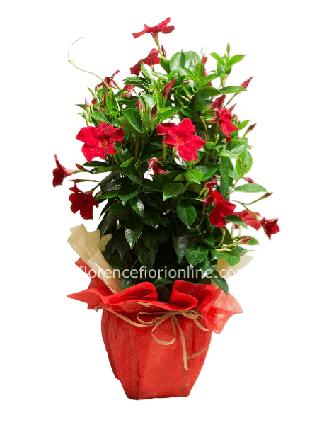 Pianta di Dipladenia altezza 50/60 cm