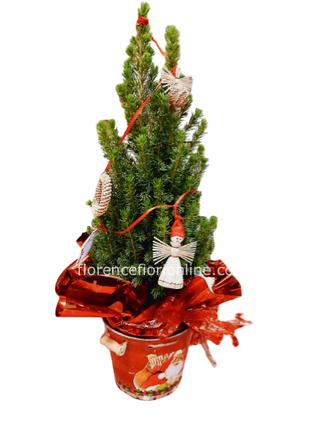 Alberello di Natale in vaso h. 55/60 cm. Confezione natalizia