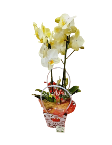 Pianta di orchidea con borsetta e decorazioni natalizie.