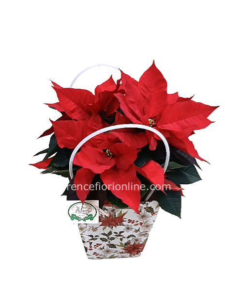 Stella di Natale in borsetta natalizia. altezza 40 cm