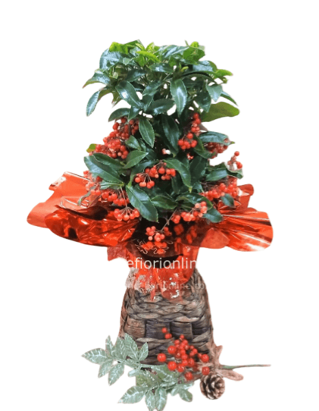 Pianta di Ardisia 40/45 cm