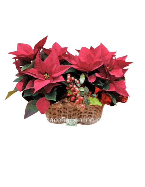 2 Stelle di Natale in cesto h. 40 cm