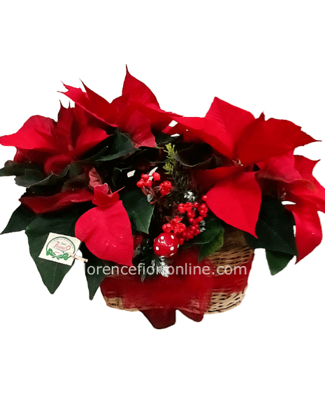 2 Stelle di Natale in cesto h. 40 cm