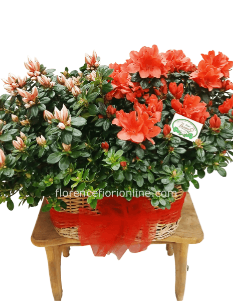 Cesto con 2 azalee