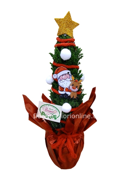 Piantina di Abete Naturale – h 35 cm