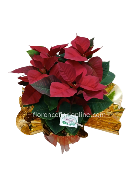 ✨Stella di Natale Rossa H 50 cm