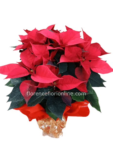 Stella di Natale Rossa confezionata - H 50 cm